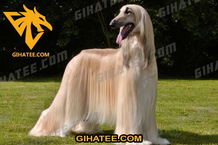 Afghan Hound Low shedding large dogs