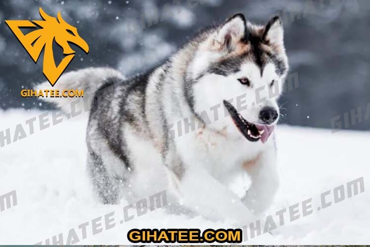 Alaska Beautiful dog breeds