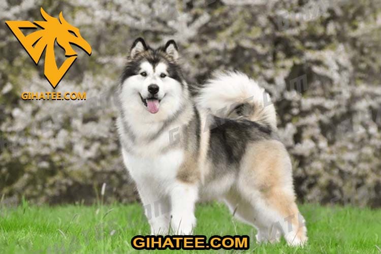 Alaskan Malamute Cutest dog breeds