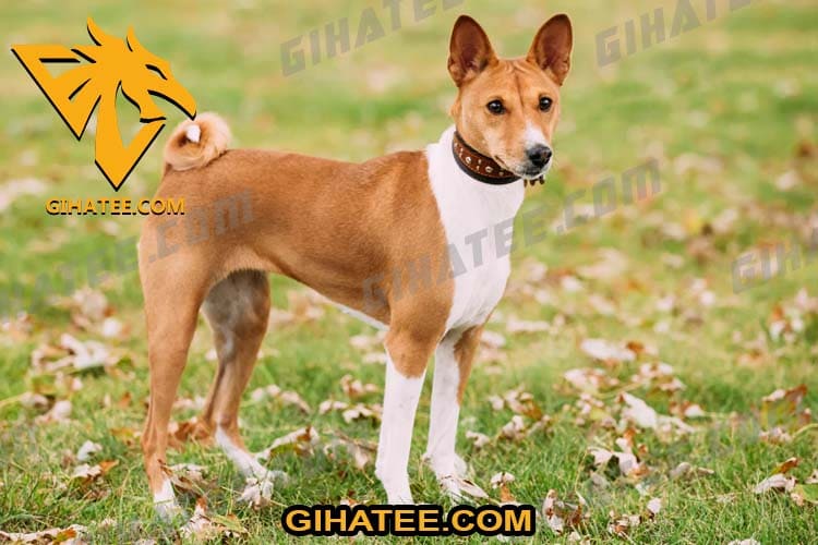 Basenji Small Dogs That Don’t Shed