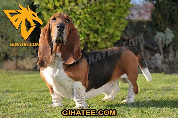 Basset Hound