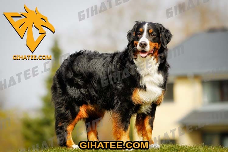 Bernese Mountain Dog Dogs that shed the most