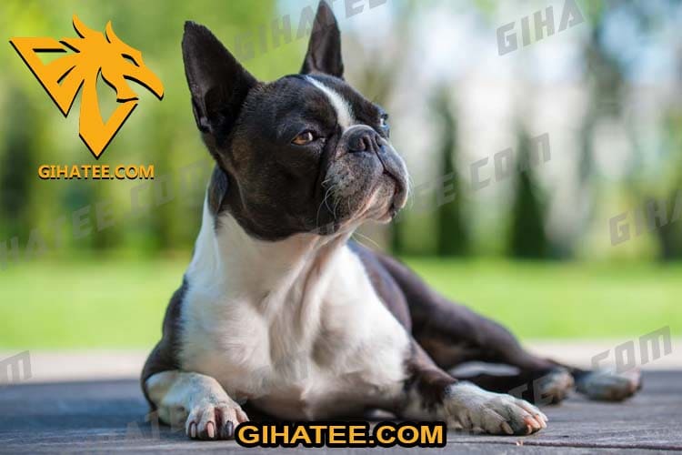 Boston Terrier Dog breeds that shed less hair