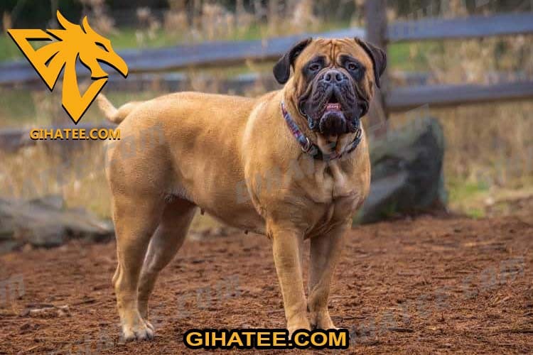 Bullmastiff