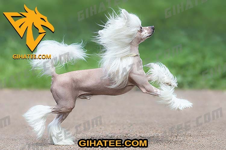 Chinese Crested Dog Smallest dog breeds in the world