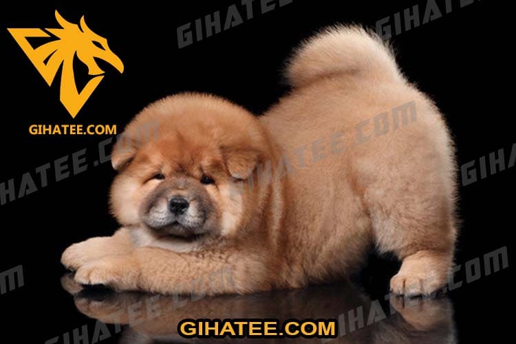 Chow Chow Cutest dog breeds