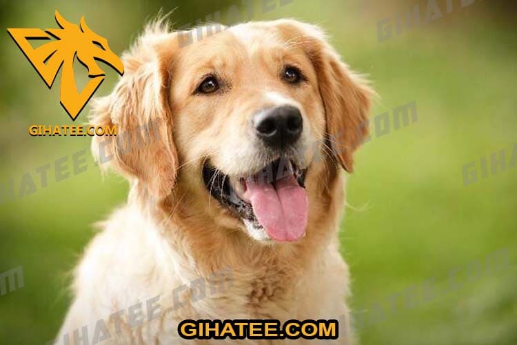 Golden retriever Smartest dog breeds