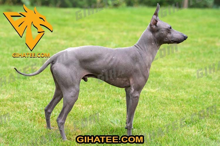 Peruvian Inca Orchid Low shedding large dogs