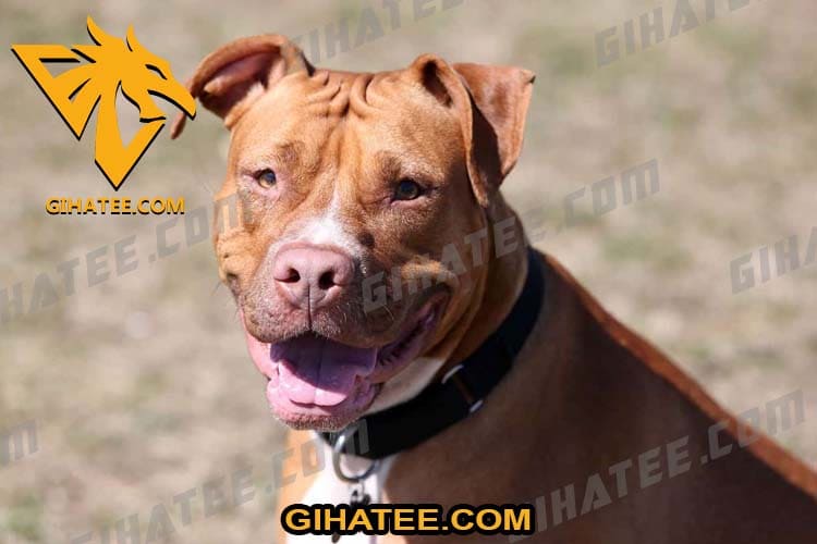 Pitbull Loyal dog breeds