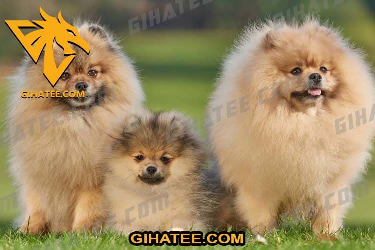 Pomeranian Beautiful dog breeds