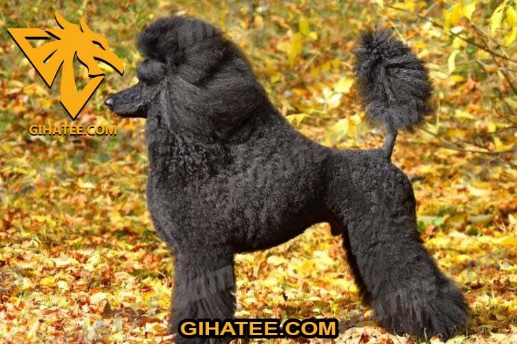 Poodles Smartest dog breeds