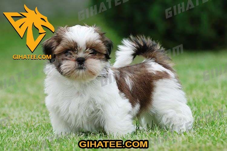 Shih Tzu Small Dogs That Don’t Shed