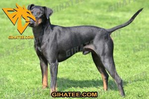 TOP 7 dog breeds that shed less hair