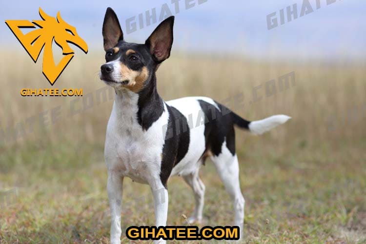 Toy Fox Terrier Smallest dog breeds in the world